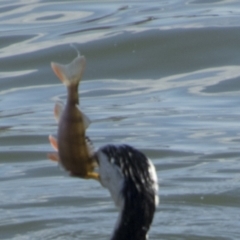 Perca fluviatilis (Redfin) at Belconnen, ACT - 29 Aug 2023 by AlisonMilton