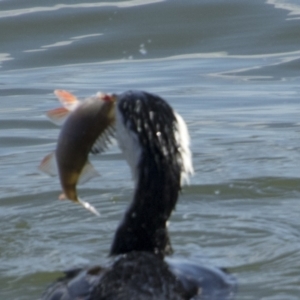 Perca fluviatilis at Belconnen, ACT - 29 Aug 2023