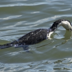 Microcarbo melanoleucos (Little Pied Cormorant) at Lake Ginninderra - 29 Aug 2023 by AlisonMilton