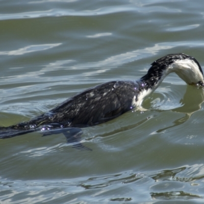 Microcarbo melanoleucos (Little Pied Cormorant) at Lake Ginninderra - 29 Aug 2023 by AlisonMilton