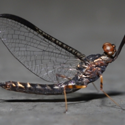 Unidentified Mayfly (Ephemeroptera) at Brisbane Botantic Gardens Mt Coot-tha - 6 Sep 2023 by TimL