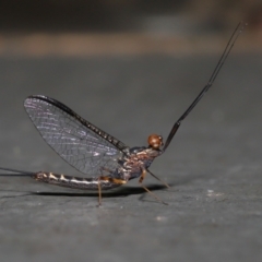 Leptophlebidae (family) at Mount Coot-Tha, QLD - 6 Sep 2023 12:41 PM