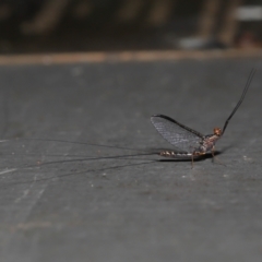 Leptophlebidae (family) at Mount Coot-Tha, QLD - 6 Sep 2023 12:41 PM