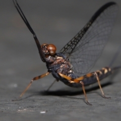 Leptophlebidae (family) at Mount Coot-Tha, QLD - 6 Sep 2023 12:41 PM