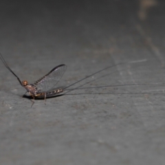 Leptophlebidae (family) at Mount Coot-Tha, QLD - 6 Sep 2023 12:41 PM