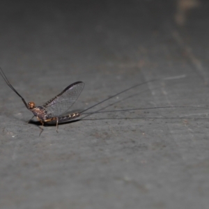 Leptophlebidae (family) at Mount Coot-Tha, QLD - 6 Sep 2023 12:41 PM