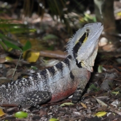Intellagama lesueurii lesueurii (Eastern Water Dragon) at Toowong, QLD - 6 Sep 2023 by TimL