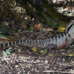 Intellagama lesueurii lesueurii at Toowong, QLD - 6 Sep 2023