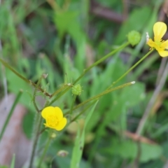 Ranunculus sp. (Buttercup) at Jack Perry Reserve - 6 Sep 2023 by KylieWaldon