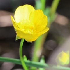 Ranunculus sp. at Wodonga, VIC - 6 Sep 2023 11:28 AM