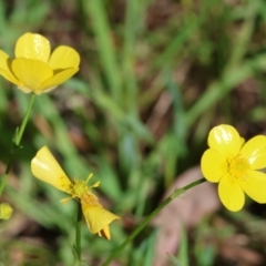 Ranunculus sp. at Wodonga, VIC - 6 Sep 2023 11:28 AM