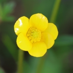 Ranunculus sp. at Wodonga, VIC - 6 Sep 2023