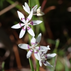 Wurmbea dioica subsp. dioica (Early Nancy) at Jack Perry Reserve - 6 Sep 2023 by KylieWaldon