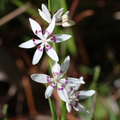 Wurmbea dioica subsp. dioica (Early Nancy) at Wodonga - 6 Sep 2023 by KylieWaldon