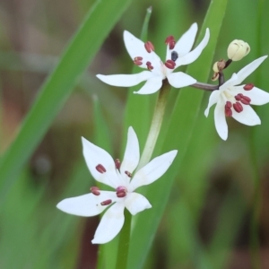 Wurmbea dioica subsp. dioica at Wodonga, VIC - 6 Sep 2023