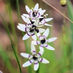 Wurmbea dioica subsp. dioica at Wodonga, VIC - 6 Sep 2023 11:17 AM