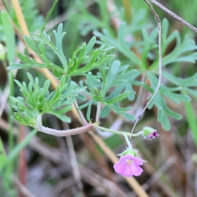 Geranium retrorsum at Jack Perry Reserve - 6 Sep 2023 by KylieWaldon