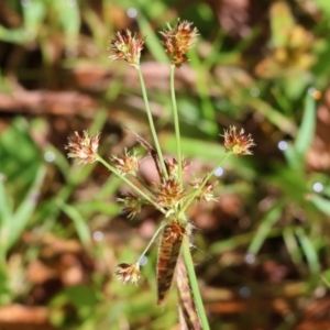 Luzula densiflora at Wodonga, VIC - 6 Sep 2023