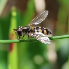 Simosyrphus grandicornis at Wodonga - 6 Sep 2023 by KylieWaldon