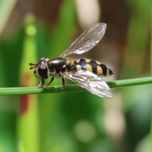 Simosyrphus grandicornis at Wodonga, VIC - 6 Sep 2023 11:19 AM