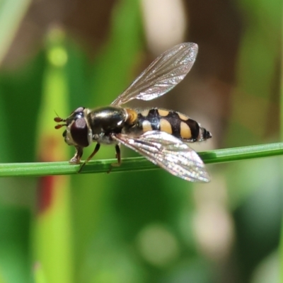 Simosyrphus grandicornis (Common hover fly) at Wodonga, VIC - 6 Sep 2023 by KylieWaldon