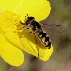 Simosyrphus grandicornis at Wodonga, VIC - 6 Sep 2023