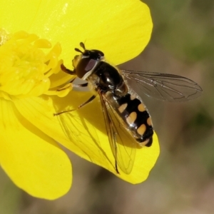 Simosyrphus grandicornis at Wodonga, VIC - 6 Sep 2023 11:19 AM