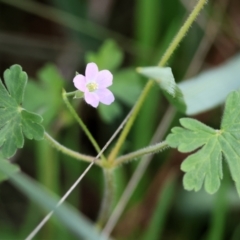 Geranium solanderi var. solanderi (Native Geranium) at Wodonga - 6 Sep 2023 by KylieWaldon