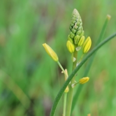 Bulbine bulbosa (Golden Lily, Bulbine Lily) at Wodonga, VIC - 6 Sep 2023 by KylieWaldon