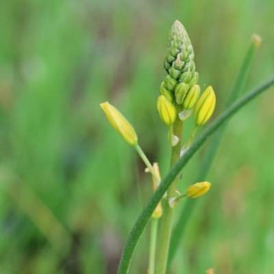 Bulbine bulbosa (Golden Lily) at Wodonga - 6 Sep 2023 by KylieWaldon