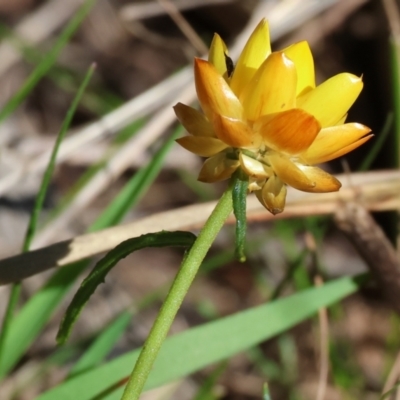 Xerochrysum viscosum (Sticky Everlasting) at Wodonga - 6 Sep 2023 by KylieWaldon