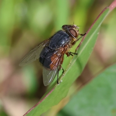 Calliphora augur (Lesser brown or Blue-bodied blowfly) at Wodonga, VIC - 6 Sep 2023 by KylieWaldon