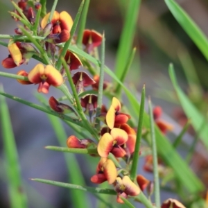 Daviesia genistifolia at Wodonga, VIC - 6 Sep 2023 11:21 AM