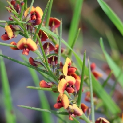 Daviesia genistifolia (Broom Bitter Pea) at Wodonga - 6 Sep 2023 by KylieWaldon