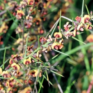 Daviesia genistifolia at Wodonga, VIC - 6 Sep 2023 11:21 AM