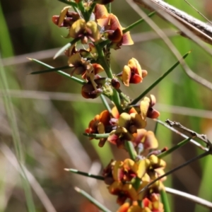 Daviesia genistifolia at Wodonga, VIC - 6 Sep 2023 11:21 AM