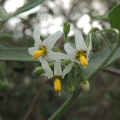 Solanum chenopodioides (Whitetip Nightshade) at Point Hut to Tharwa - 26 Mar 2023 by michaelb