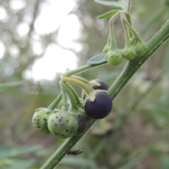 Solanum chenopodioides at Paddys River, ACT - 26 Mar 2023