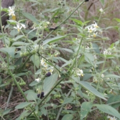 Solanum chenopodioides at Paddys River, ACT - 26 Mar 2023