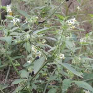 Solanum chenopodioides at Paddys River, ACT - 26 Mar 2023