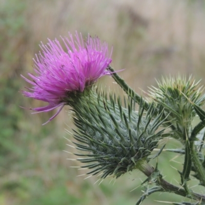 Cirsium vulgare (Spear Thistle) at Tuggeranong, ACT - 26 Mar 2023 by michaelb