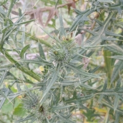 Cirsium vulgare at Tuggeranong, ACT - 26 Mar 2023