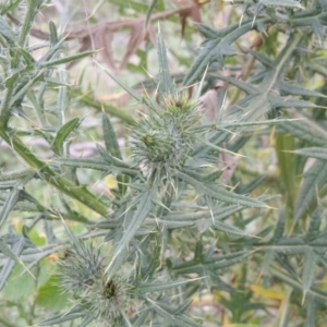 Cirsium vulgare at Tuggeranong, ACT - 26 Mar 2023