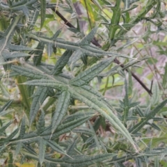 Cirsium vulgare at Tuggeranong, ACT - 26 Mar 2023