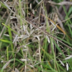 Eragrostis brownii (Common Love Grass) at Tuggeranong, ACT - 26 Mar 2023 by michaelb