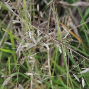 Eragrostis brownii at Tuggeranong, ACT - 26 Mar 2023