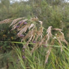 Phragmites australis (Common Reed) at Tuggeranong, ACT - 26 Mar 2023 by MichaelBedingfield