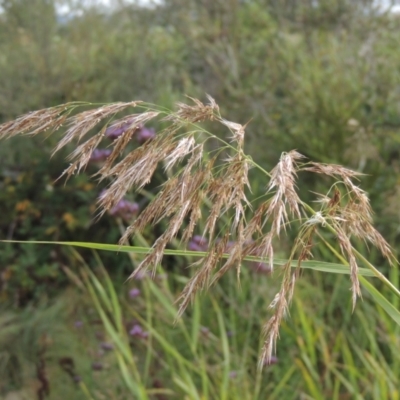 Phragmites australis (Common Reed) at Tuggeranong, ACT - 26 Mar 2023 by MichaelBedingfield