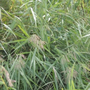 Phragmites australis at Tuggeranong, ACT - 26 Mar 2023 04:34 PM