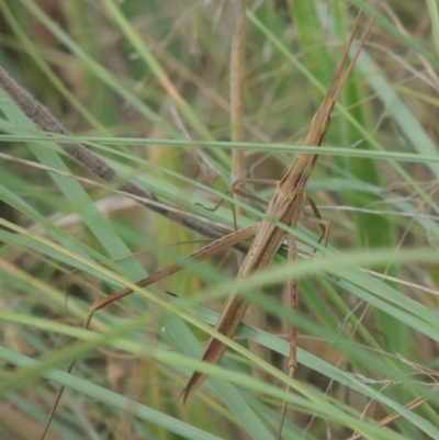 Acrida conica (Giant green slantface) at Pine Island to Point Hut - 26 Mar 2023 by michaelb